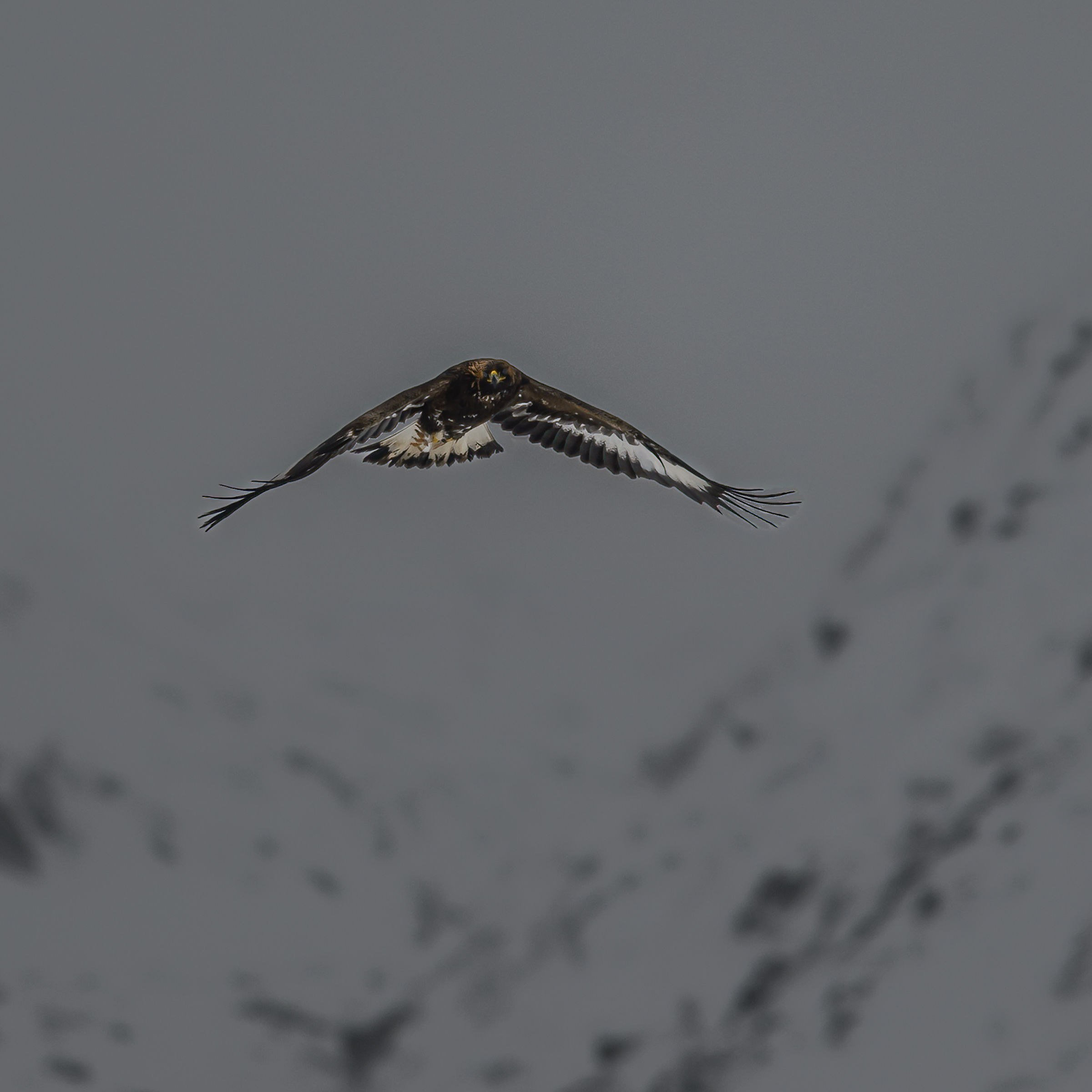 Vega (Geir Antonsen) (16)