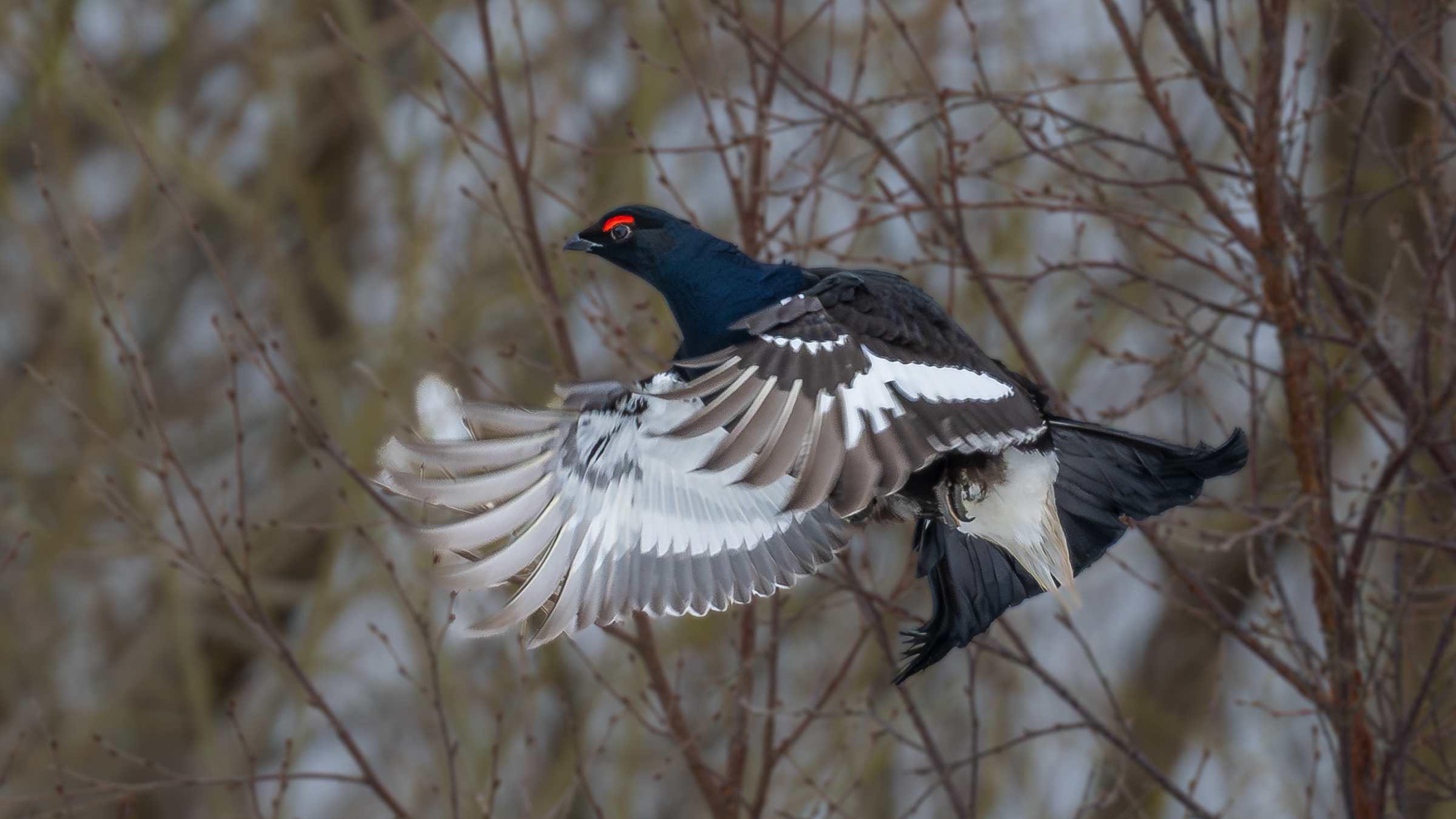 Vega (Geir Antonsen) (17)