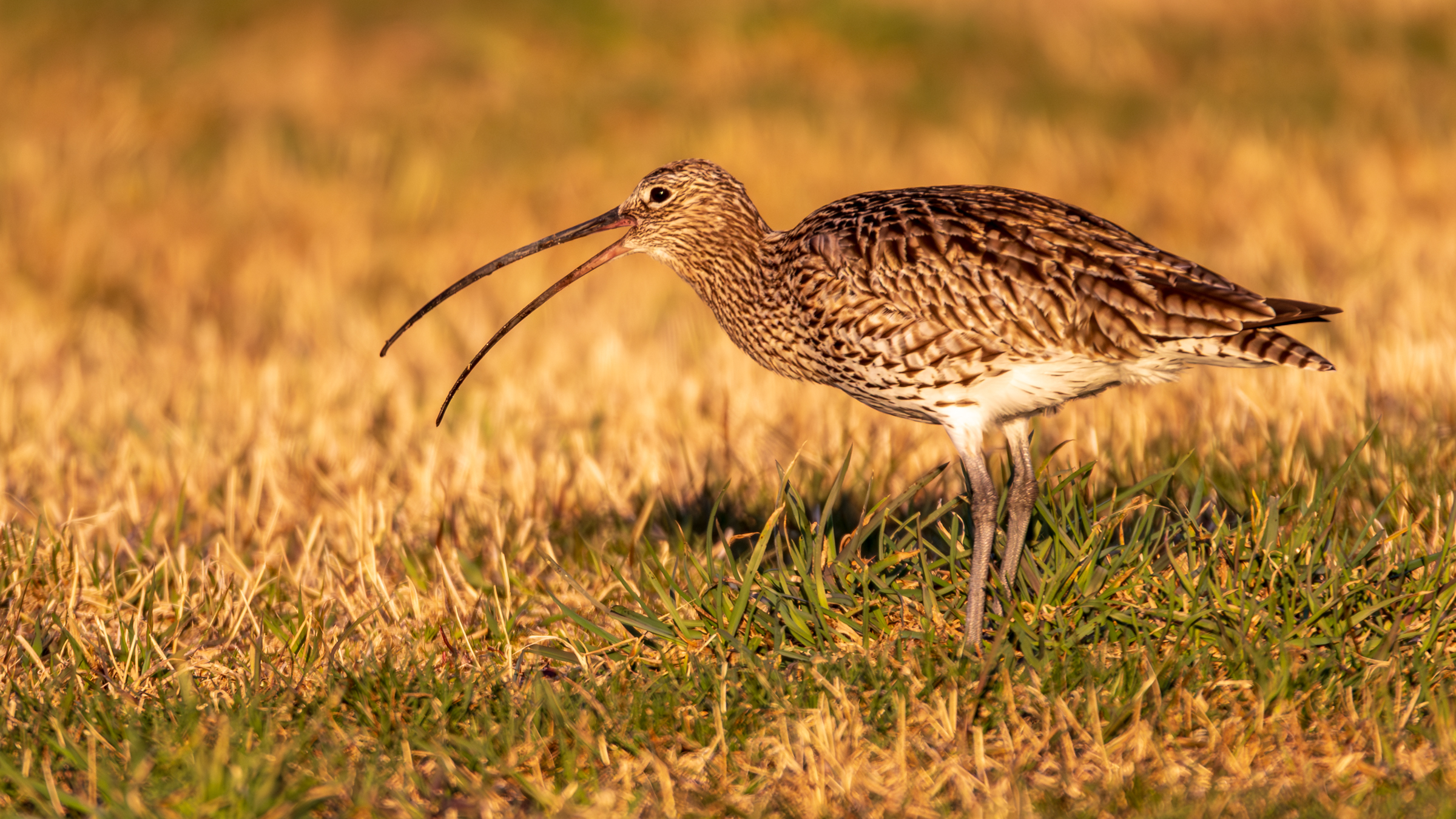 Vega (Geir Antonsen) (18)