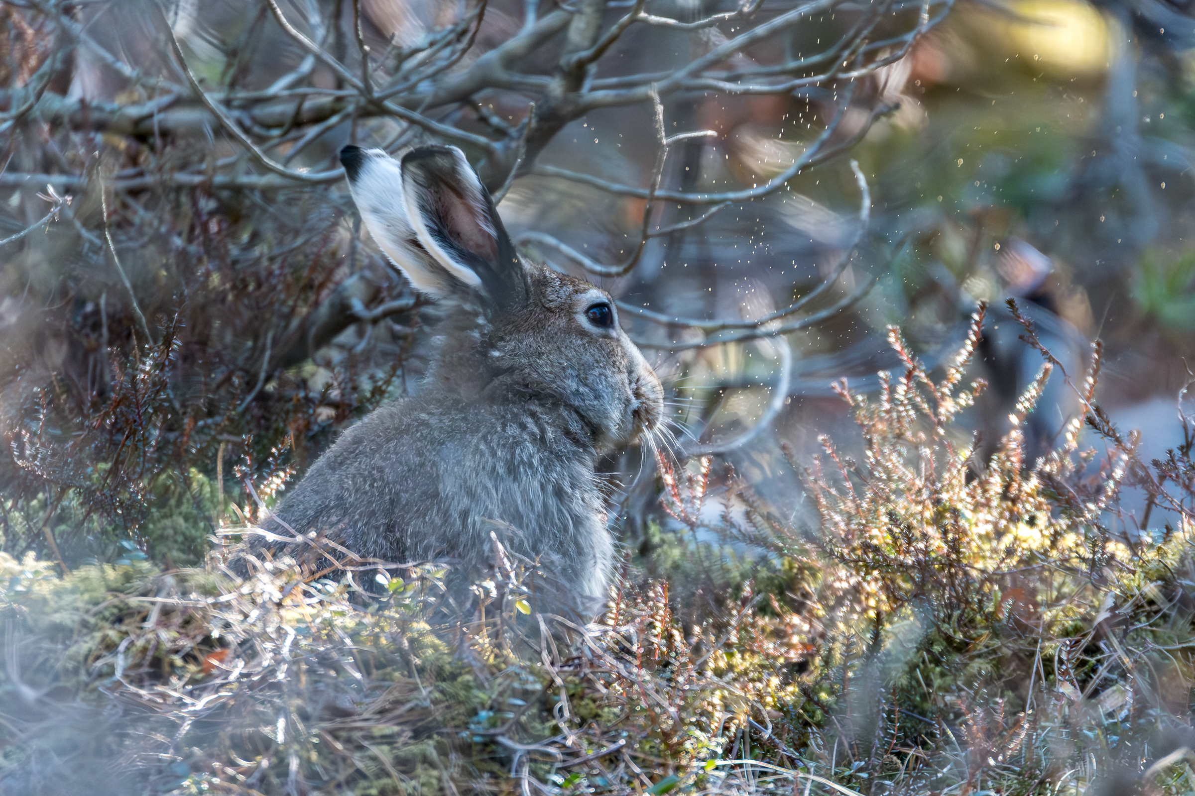 Vega (Geir Antonsen) (19)