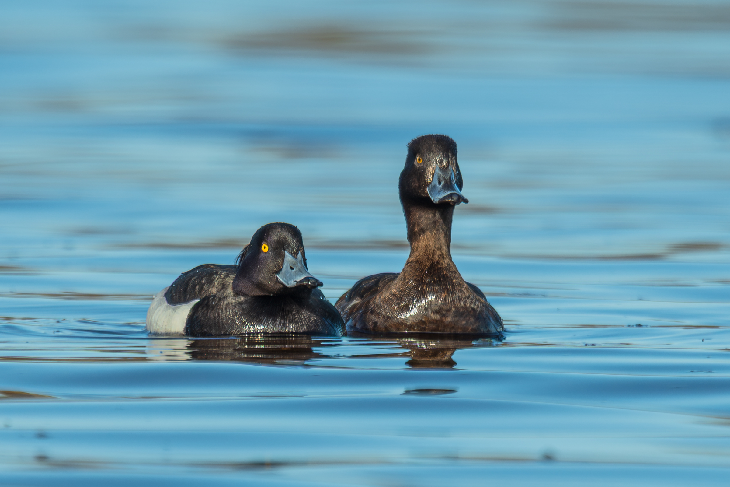 Vega (Geir Antonsen) (2)