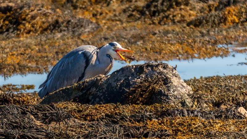 Vega (Geir Antonsen) (20) 1