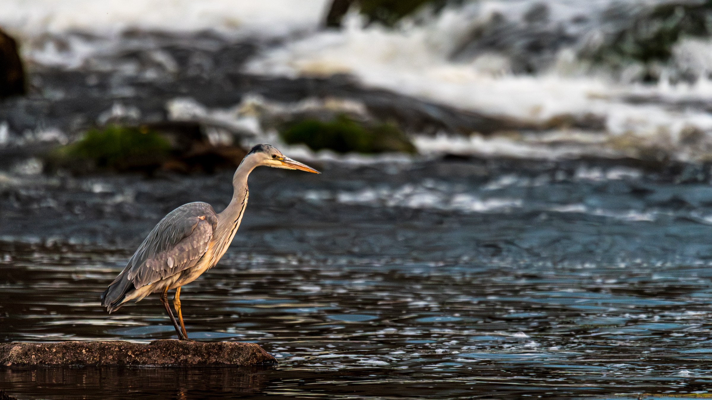 Vega (Geir Antonsen) (3)