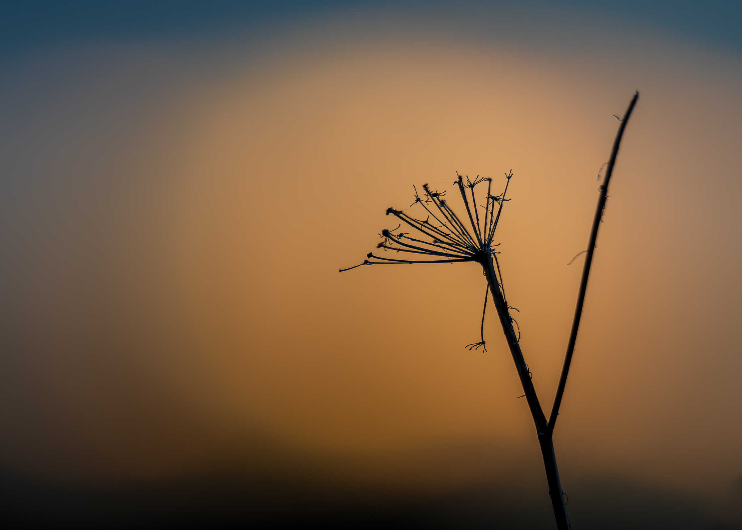 Vega (Geir Antonsen) (4)