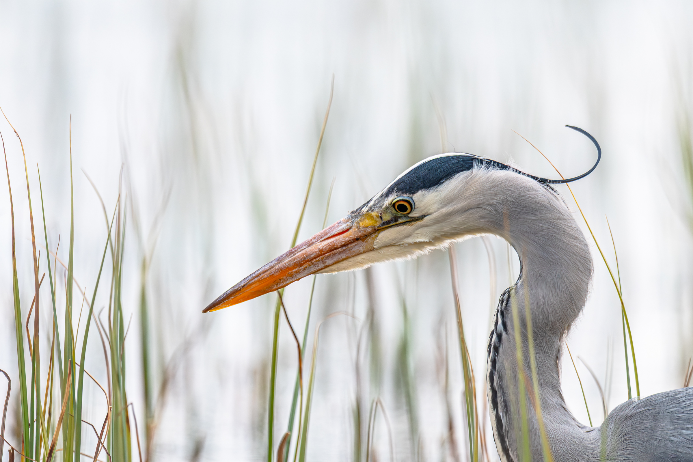 Vega (Geir Antonsen) (5)