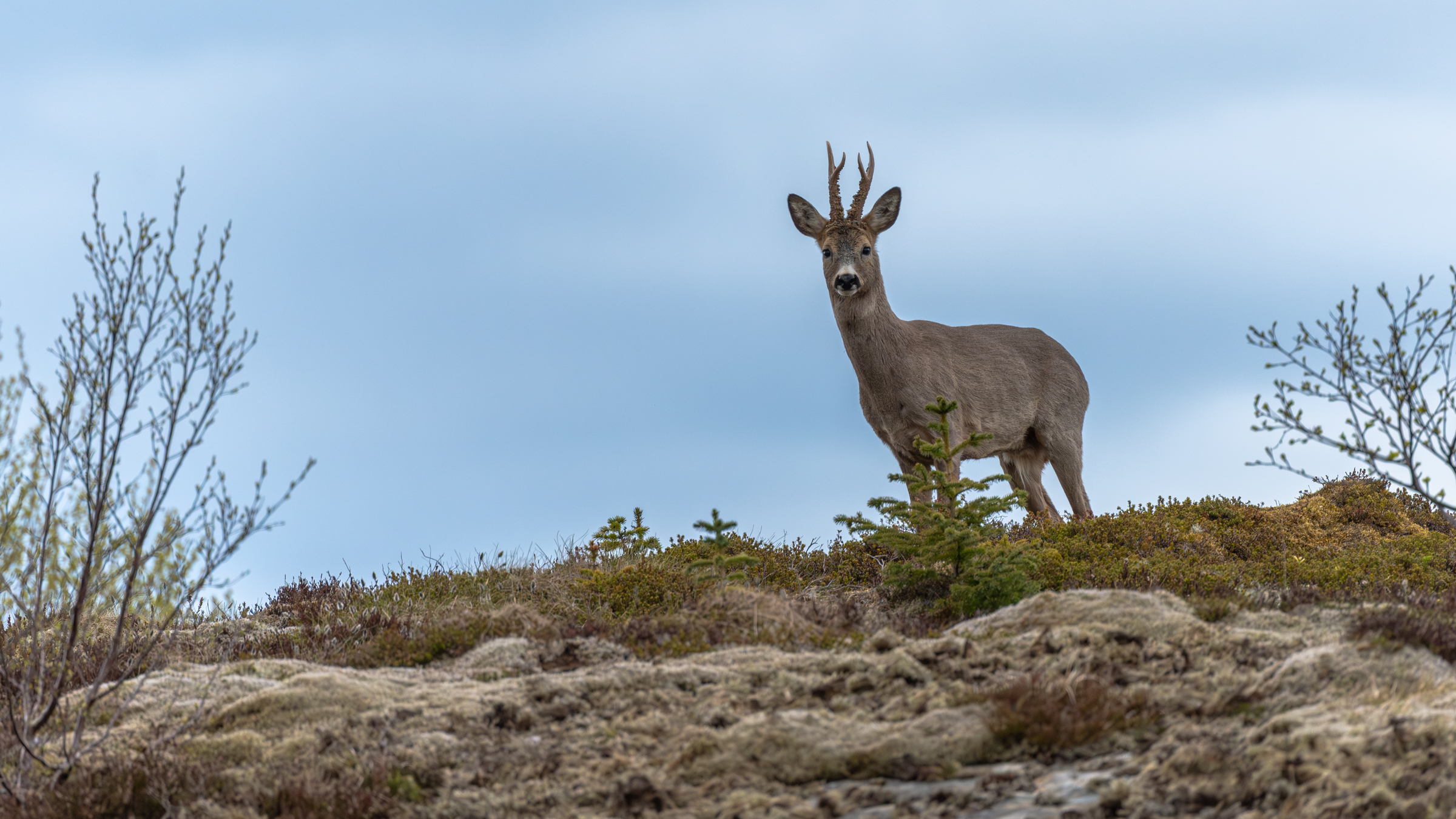 Vega (Geir Antonsen) (8)