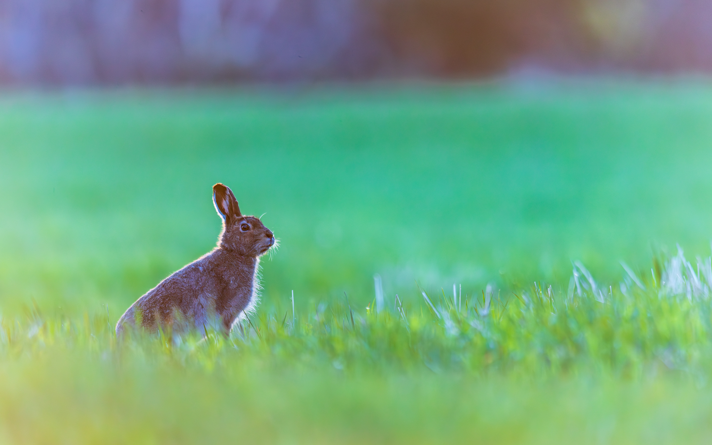 Vega (Geir Antonsen) (9)