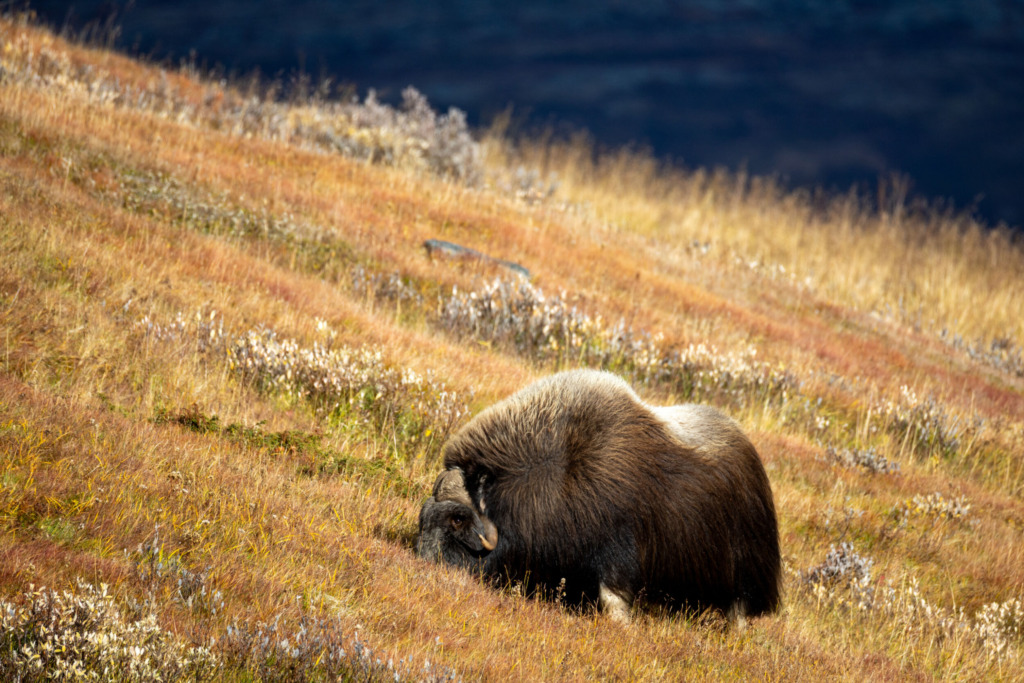 Fototur til Dovre – elg og moskus i fokus