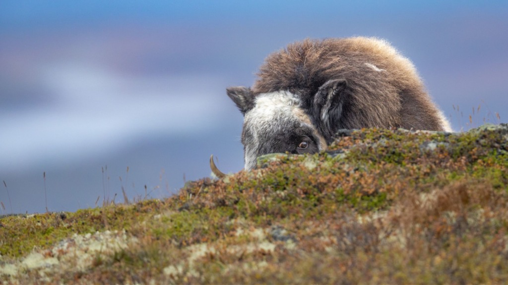 Moskus i høstfarger på Dovrefjell